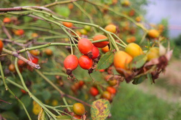 rosehip berries. A large red rose hip shrub, shot with focus translation. autumn berries. Orange red large rosehip berries on a yellow bush close up. nature wallpaper.