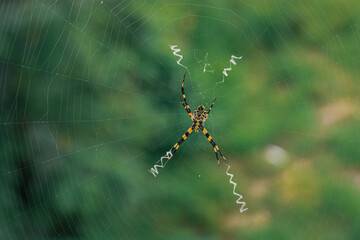 The spider climbs in the web on green nature background. shot of a spider sitting in a spider web in  the garden. .The World Most Beautiful Flora and Faunas.