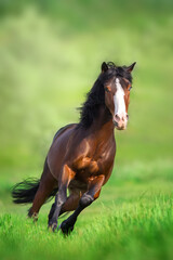 Horse run in green grass