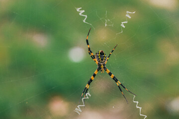 The spider climbs in the web on green nature background. shot of a spider sitting in a spider web in  the garden. .The World Most Beautiful Flora and Faunas.