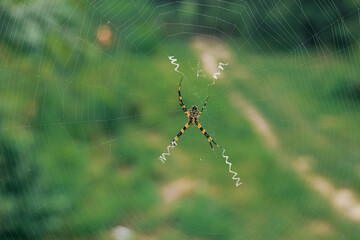 The spider climbs in the web on green nature background. shot of a spider sitting in a spider web in  the garden. .The World Most Beautiful Flora and Faunas.