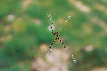 The spider climbs in the web on green nature background. shot of a spider sitting in a spider web in  the garden. .The World Most Beautiful Flora and Faunas.