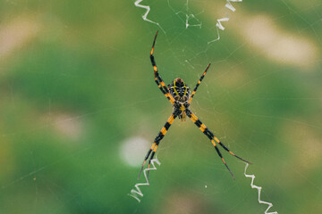 The spider climbs in the web on green nature background. shot of a spider sitting in a spider web in  the garden. .The World Most Beautiful Flora and Faunas.