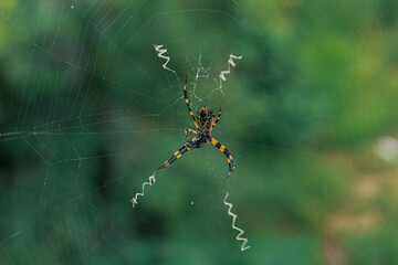 The spider climbs in the web on green nature background. shot of a spider sitting in a spider web in  the garden. .The World Most Beautiful Flora and Faunas.