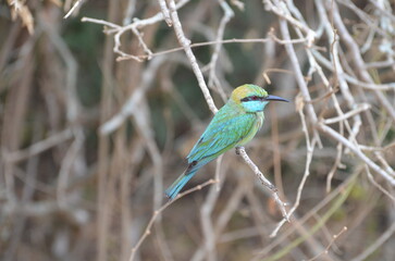 kingfisher on branch