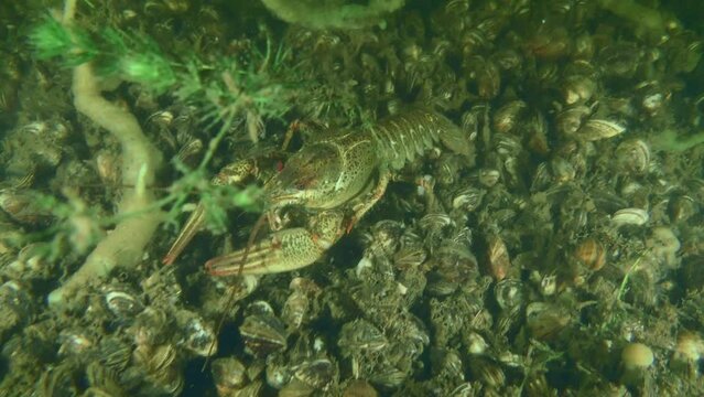Broad Clawed Crayfish (Astacus astacus) slowly crawling along the river bed covered with Zebra Massel, then leaves the frame.