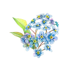 Blue aquarelle forget-me-not hand-drawn. Watercolor floral illustration of delicate flower isolated on white background. Meadow wildflower naturally painted for textile ptinting, logo, postcards