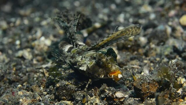 Kuiter's dragonet (Dactylopus kuiteri), Lembeh Strait, Sulawesi, Indonesia, Asia