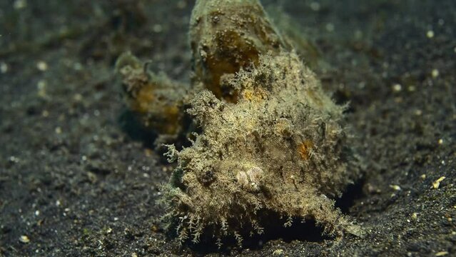 Shaggy frogfish (Antennarius hispidus) or hispid frogfish, Lembeh Strait, Sulawesi, Indonesia, Asia