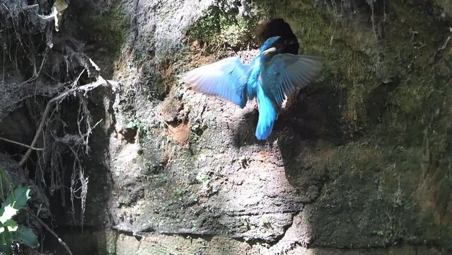 Common kingfisher (Alcedo atthis) approaching the breeding burrow in slow motion, North Rhine-Westphalia, Germany, Europe