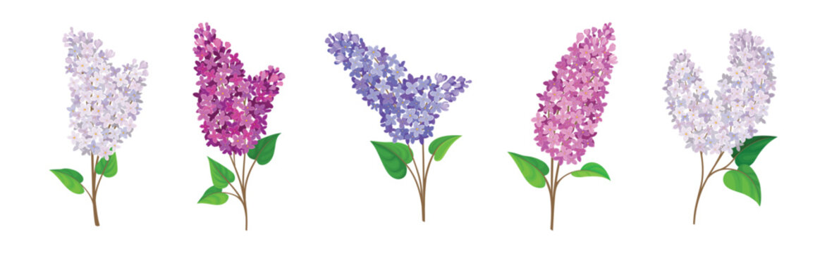 Lilac or Syringa Flowers with Showy Aromatic Blossom on Stem Vector Set