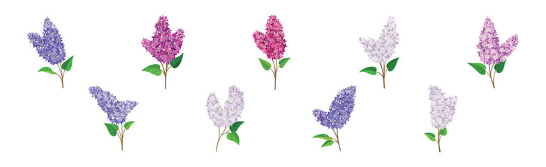 Lilac or Syringa Flowers with Showy Aromatic Blossom on Stem Vector Set