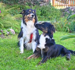 two dogs talking together calming signals