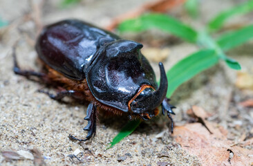 Oryctes nasicornis beetle on a leaf in the the wildlife