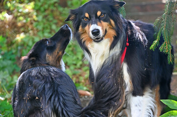 two dogs talking together calming signals