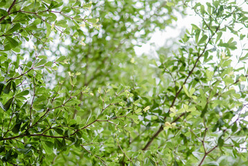 Fototapeta na wymiar Branches with green leaves with bokeh background.