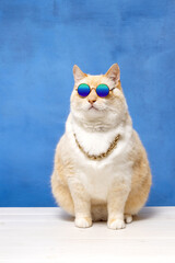 Fat cat in sunglasses and a gold chain around his neck looking up