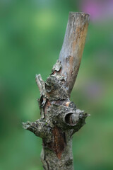 Colorful plants in summer garden