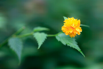 Colorful plants in summer garden