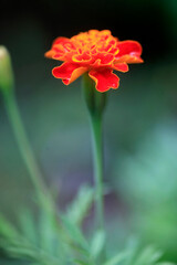 Colorful plants in summer garden