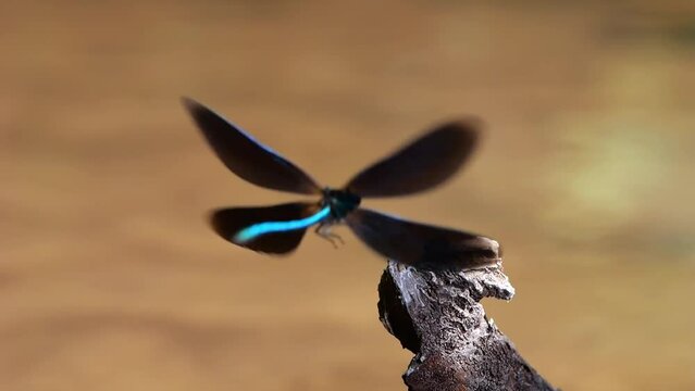 Beautiful demoiselle (Calopteryx virgo) male flies to the perch, North Rhine-Westphalia, Germany, Europe