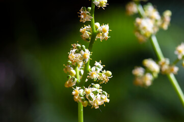 Close up of Kedondong, ambarella or june plum (Spondias dulcis) flowers, in shallow focus