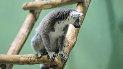Curious lemur sits on wooden ladder in enclosure at zoo. Wild animal with soft fur looks around on green wall background