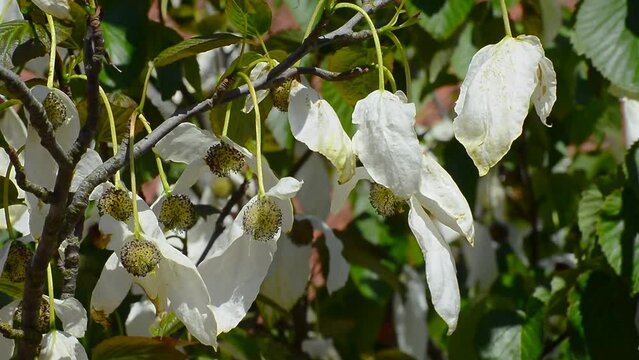 Flowering Handkerchief tree (Davidia involucrata) in Ystad, Scania, Sweden, Scandinavia, Europe