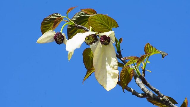 Flowering Handkerchief tree (Davidia involucrata) againts blue sky in Ystad, Scania, Sweden, Scandinavia, Europe