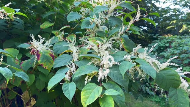 Flowering Japanese Knotweed (Fallopia japonica) an invasive plant in Abbekas, Skurup community, Scania, Sweden, Scandinavia, Europe