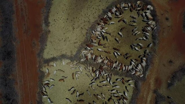 Aerial view of cows suffering from the drought in fences Oromia Ethiopia