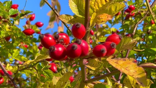 Red fruit of Rose hips (Rosa Rugusa) at autumn in Ystad, Scania, Sweden, Scandinavia, Europe