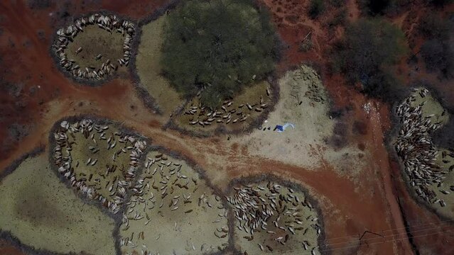 Aerial view of cows suffering from the drought in fences Oromia Ethiopia
