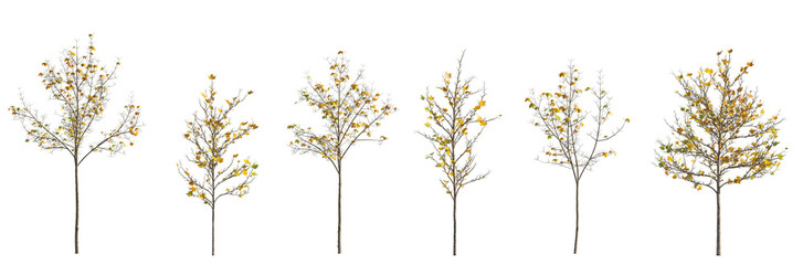Autumn small trees sycamore platanus maple street trees isolated png on a transparent background premium cutout fallen leaves