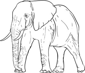 Hand Drawn Elephant Illustration Vector 