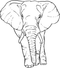 Hand Drawn Elephant Illustration Vector 
