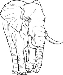 Hand Drawn Elephant Illustration Vector 