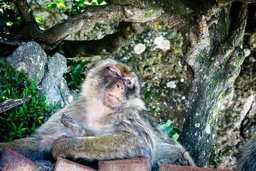 gibraltar monkeys on the top of the hill