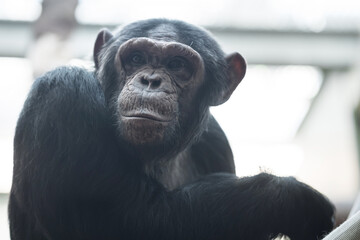 Calm dark monkey sits in aviary at zoo on blurred background. Species of primates looks at camera. Wild animal living in captivity concept