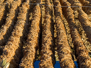 Tobacco dried in the sun in the fields