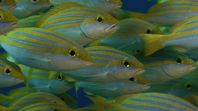 A school of Bluestripped snapper (Lutjanus kasmira) are swimming in a very colorfull coral Reef, Maldives, Indian ocean, Asia