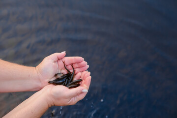 Fry of small fish in the hands of a man caught in a pond close-up.