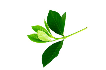 Green leaf isolated on white background