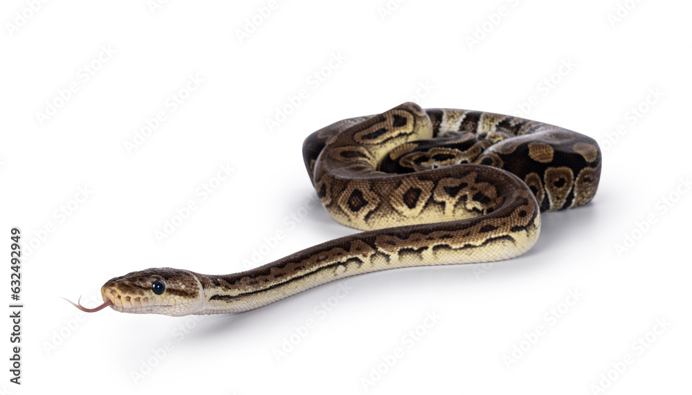 Fototapete two morphs of ball python aka python regius, tangled up and living as friend. isolated on a white ba