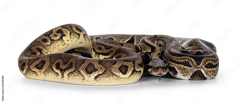 Fototapete two morphs of ball python aka python regius, tangled up and living as friend. isolated on a white ba