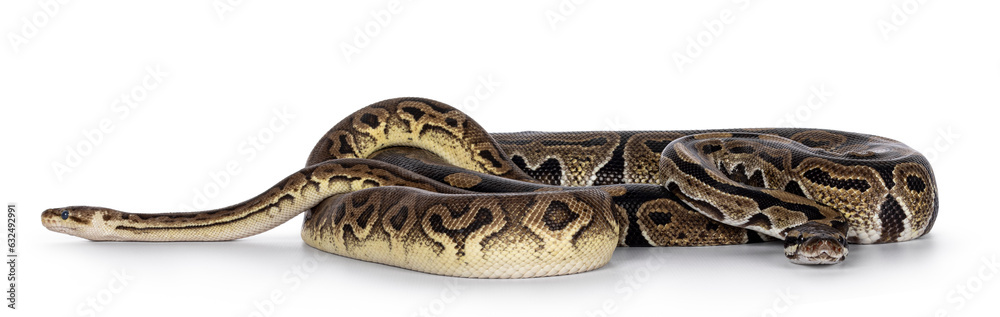 Leinwandbilder two morphs of ball python aka python regius, tangled up and living as friend. isolated on a white ba