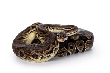Two morphs of Ball Python aka Python Regius, tangled up and living as friend. Isolated on a white background.