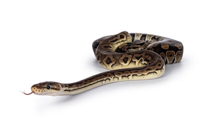 Fototapeta premium Two morphs of Ball Python aka Python Regius, tangled up and living as friend. Isolated on a white background.