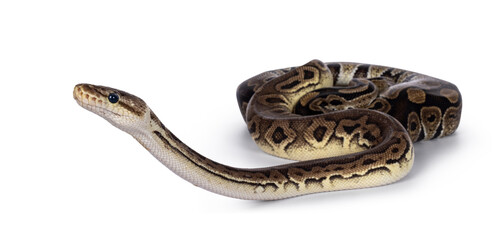 Naklejka premium Two morphs of Ball Python aka Python Regius, tangled up and living as friend. Isolated on a white background.
