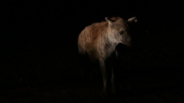 Hyenas Feeding At Night Harar Ethiopia